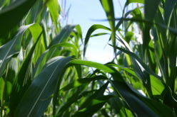 green-corn-plant-at-daytime.jpg green corn plant at daytime
